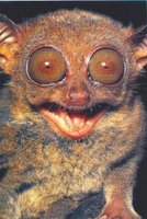ugly animal tarsier eyes