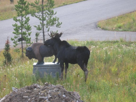 Horny Moose gets it on with Statue