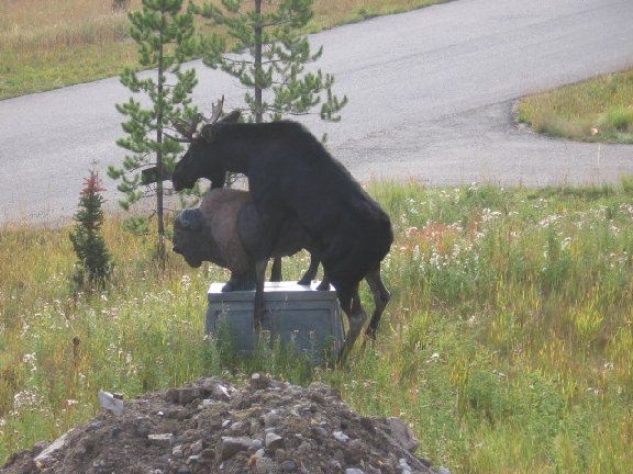 Horny Moose gets it on with Statue