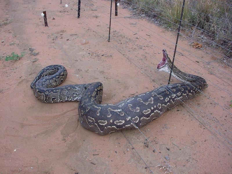 Big Snake gets caught in electric fence