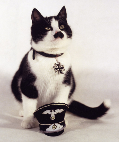 Hitler cats