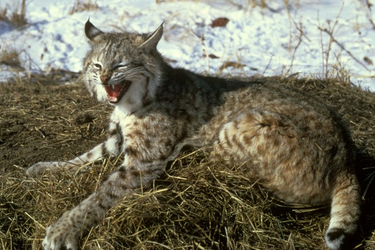 Lynx gallery.