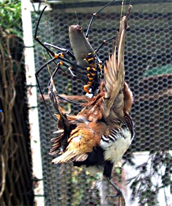 Giant spider eats bird in australia