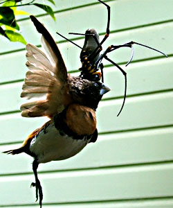 Giant spider eats bird in australia