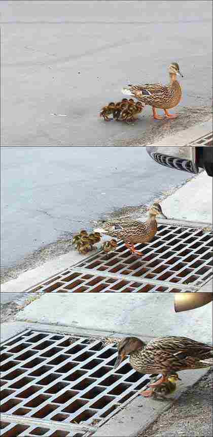 Ducks lost in the urban jungle :