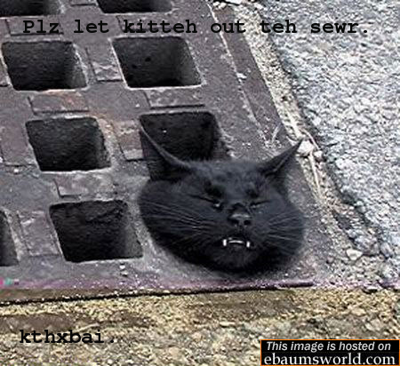 Sewer kitteh