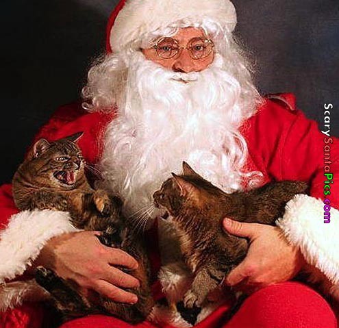 I don't know who is more pissed the cats or Santa LOL