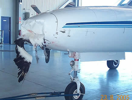 When Planes Are Hit By Birds