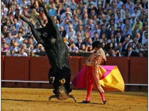 A Bull does a headstand in the middle of a bullfight