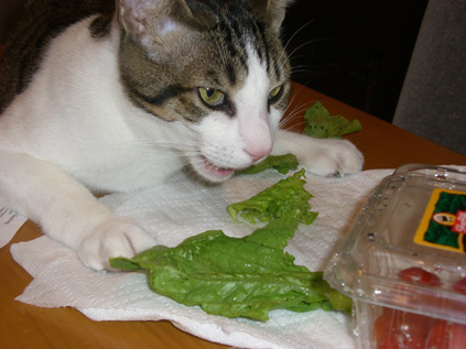 more eating lettuce