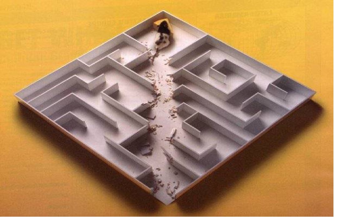 This mouse is so retarded he doesn't even know how to go through a maze!
