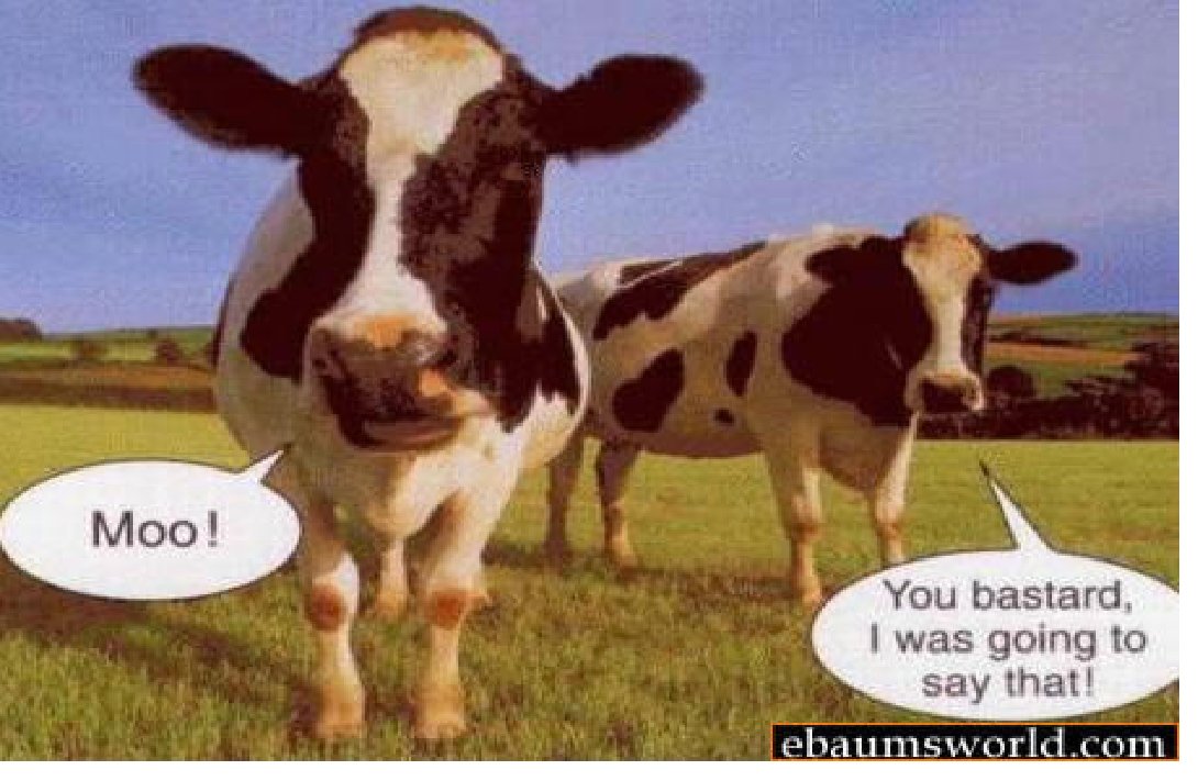 This cow has such a bad as ever attidude