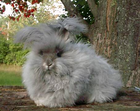 Just a cotton ball bunny.