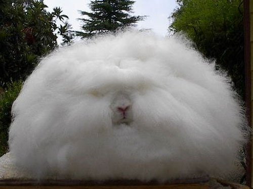 Yay for the cotton ball bunny.