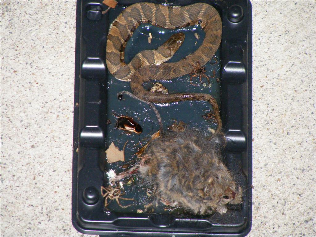 This is from a glue trap I set out a week ago and recently checked: spider goes for roach, mouse goes for spider, snake goes for mouse -- all epic fail....