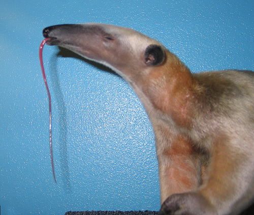 Adopted Mini Anteaters