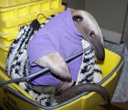 Adopted Mini Anteaters
