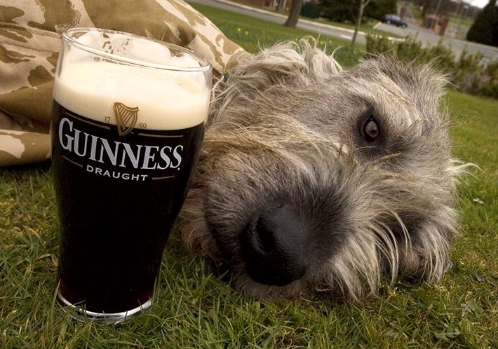 Irish Wolfhounds!