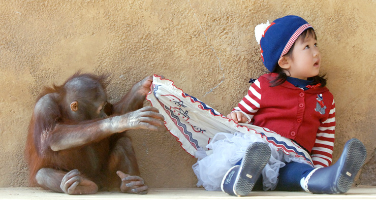 Orangutan looking up some kids skirt.