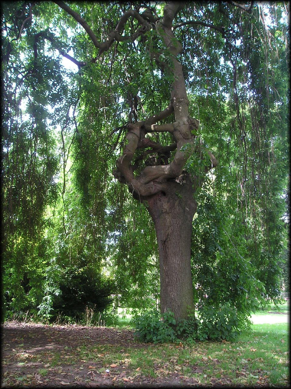 Unusual Trees