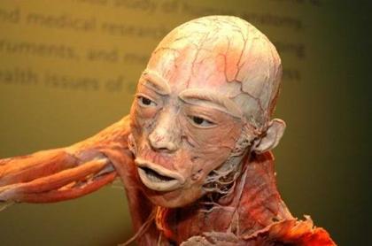 Human Skinless Art