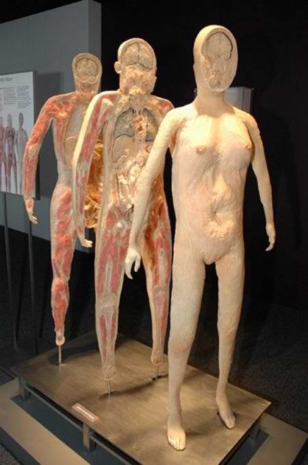 Human Skinless Art