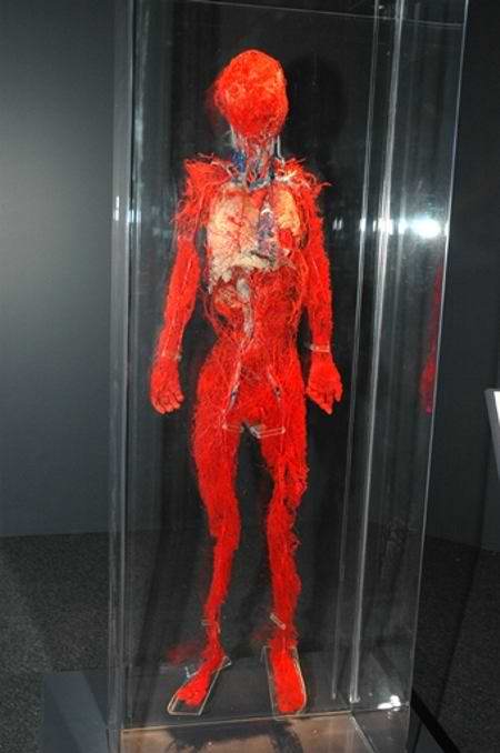 Human Skinless Art