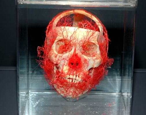 Human Skinless Art