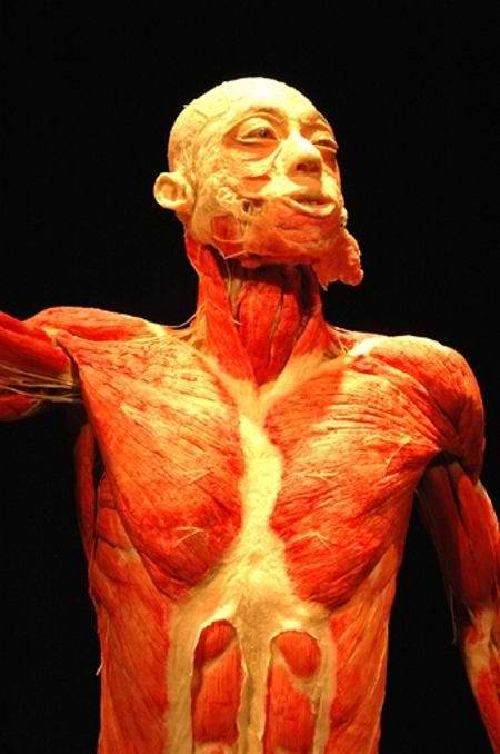 Human Skinless Art