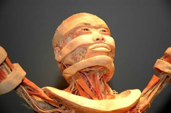 Human Skinless Art