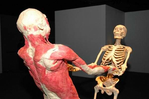 Human Skinless Art