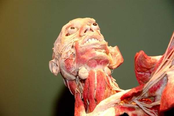 Human Skinless Art