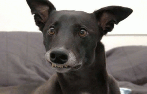 Look at this dog straight in the face and tell me you don't crack a smile... 