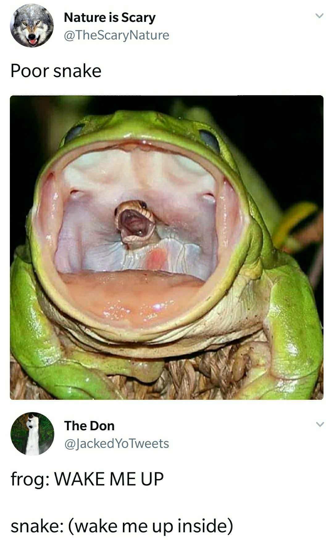 cynical memes - Nature is Scary Poor snake The Don YoTweets frog Wake Me Up snake wake me up inside