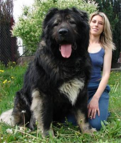worlds biggest dog