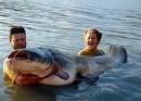 giant cat fish