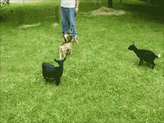 goat jumping on other goats gif