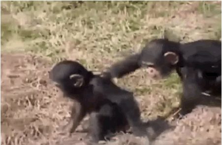 monkey push gif
