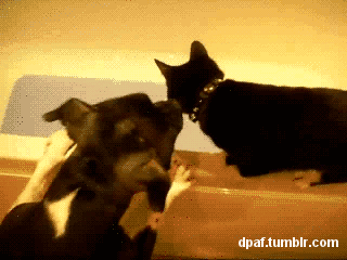 dog vs cat gif - dpaf.tumblr.com