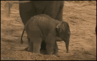 funny elephant gif - 4GIFs.com