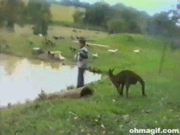 kangaroo kick gif - ohmagif.com
