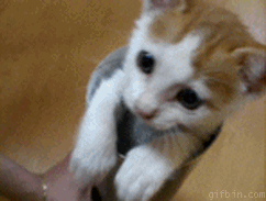Jason's Feach Worthies - Cutest Cat GIFs ever