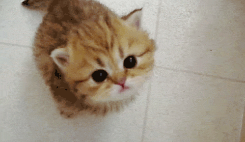 Jason's Feach Worthies - Cutest Cat GIFs ever