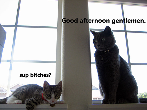 Captioned Cats