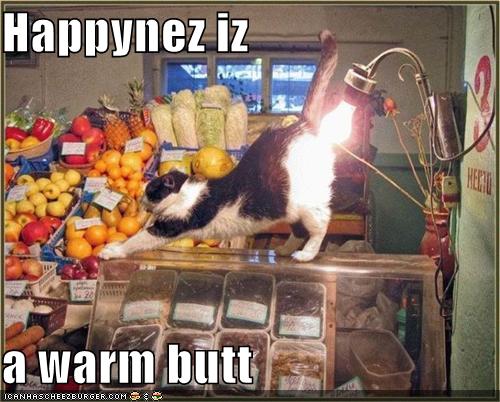 Captioned Cats