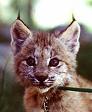 Baby lynx