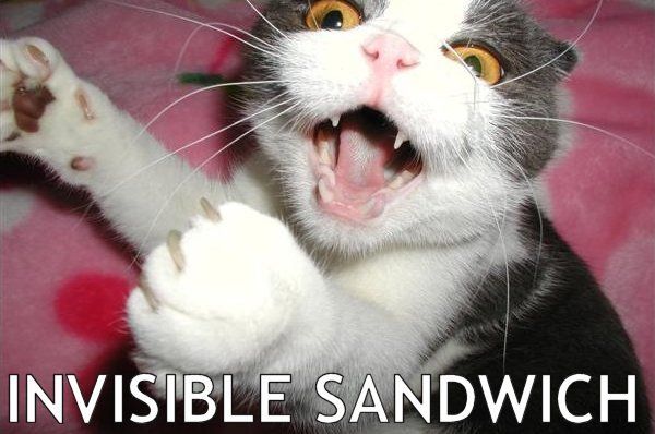 Cat eating invisible sandwich