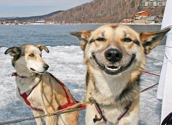 dog smiling like a human... sweet