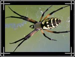 Arachnids from Arachnoid