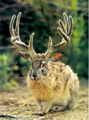 The majestic jackalope was spotted again yesterday grazing the medows in northern north korea 